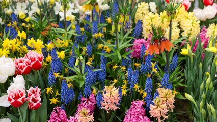 Obraz premium Assorted flowers including Fritillaria imperialis flower also lupin flowers in the garden.