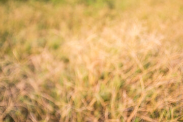 Out of focus tropical dry grass field.