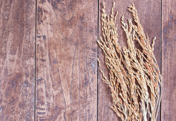 Close up wheat or paddy rice