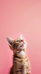 minimalist photography of a cute cat, Japanese minimalism, solid color background