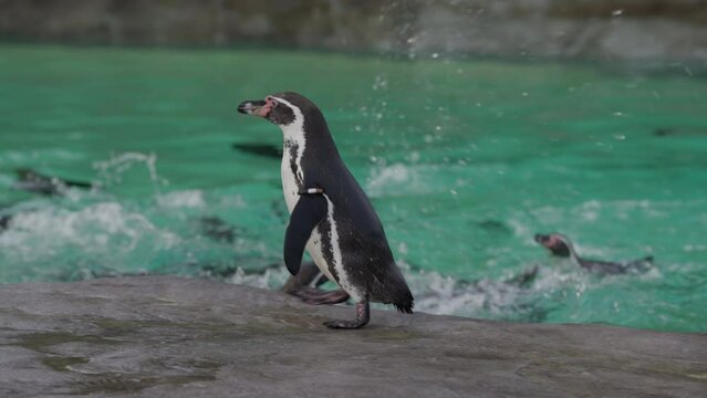 Humboldt penguin following zoo keeper being fed fish surrounded by  penguin Colony
