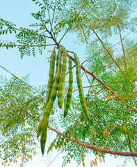 Bunch of moringa pods hanging from a branch with small leaves, moringa branch and leaves moringa...