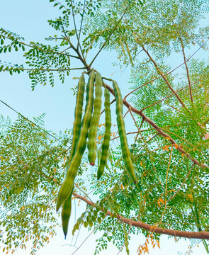 Bunch of moringa pods hanging from a branch with small leaves, moringa branch and leaves moringa oleifera green leaf and small branches of drumsticktree horseradishtree  ben oil benzolive tree plantpa