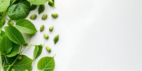 Vibrant green leaves and seed on a white background. Top view side border. Minimal nature.