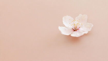 A cherry blossom flower on pink background