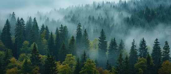 A captivating image of the Bohemian Sumava National Park in the Czech Republic, showcasing a dense forest covered in fog on a misty morning.