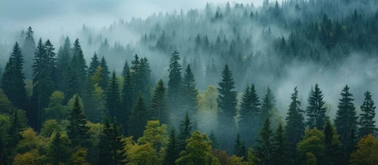 Gordijnen A captivating image of the Bohemian Sumava National Park in the Czech Republic, showcasing a dense forest covered in fog on a misty morning. © AkuAku