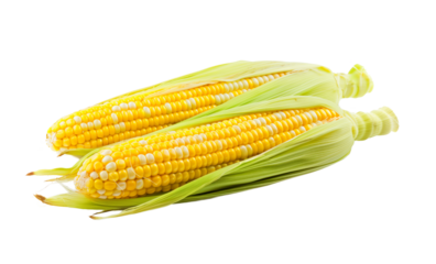 Two fresh ears of corn with vibrant yellow kernels and green husks, isolated on a transparent background, perfect for Thanksgiving and harvest themes
