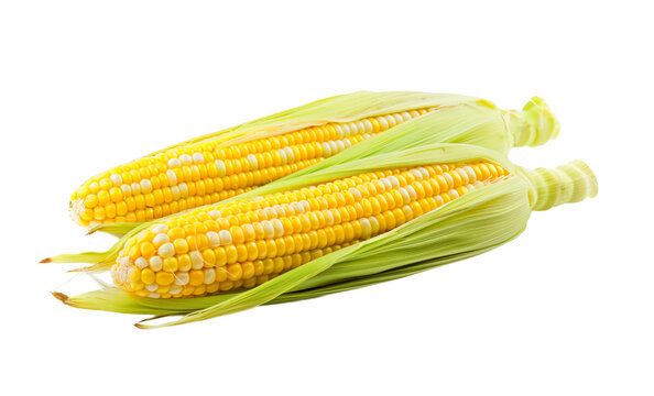Two fresh ears of corn with vibrant yellow kernels and green husks, isolated on a transparent background, perfect for Thanksgiving and harvest themes