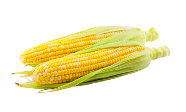 Two fresh ears of corn with vibrant yellow kernels and green husks, isolated on a transparent background, perfect for Thanksgiving and harvest themes