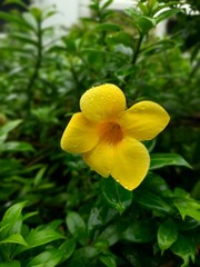 A close look of Allamanda cathartica(golden trumpet) with water droplets on it after rain.
