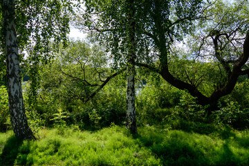 birch and willow trees nearby a lake in sweden