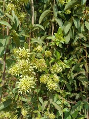 Getonia is a monotypic genus of flowering plants belonging to the family Combretaceae. The only species is Getonia floribunda, commonly known as ukshi. 