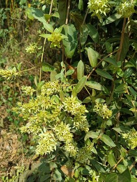 Getonia is a monotypic genus of flowering plants belonging to the family Combretaceae. The only species is Getonia floribunda, commonly known as ukshi. 