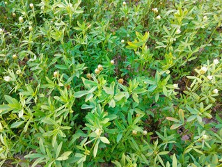 Trifolium alexandrinum or barseem clover or egyptian clover annual clover leguminous crop in agriculture field animals food grass with white flowers view image picture stock photo 