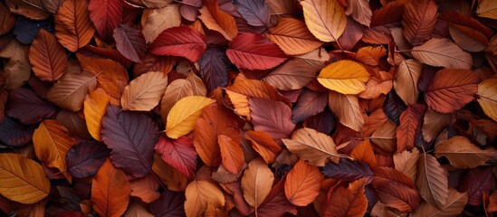 A collection of colorful autumn leaves scattered on the ground, creating a vibrant and textured backdrop with captivating hues of red, orange, and yellow. The leaves appear dry and grouped together in