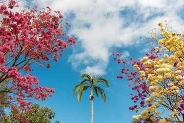 Obraz premium Trumpet tree and palm tree in park. Nature background