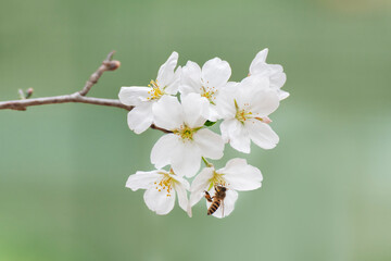 Naklejka na ściany i meble Closeup view of bee collecting nectar on sakura flower (yoshino cherry flower, prunus yedoensis) in springtime season