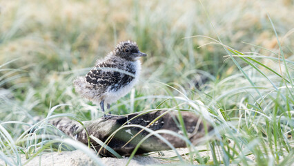 Baby bird in the grass