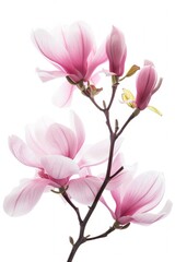 Obraz premium Blooming Magnolia Flowers Against a Bright White Background in Springtime