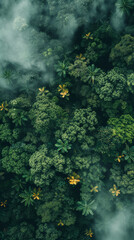 Fototapeta na wymiar Enigmatic Aerial Forest Mist - Nature's Mysterious Canopy