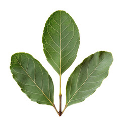 Bayberry leaf, transparent background, isolated image, generative AI