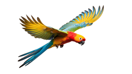 colorful macaw parrot png