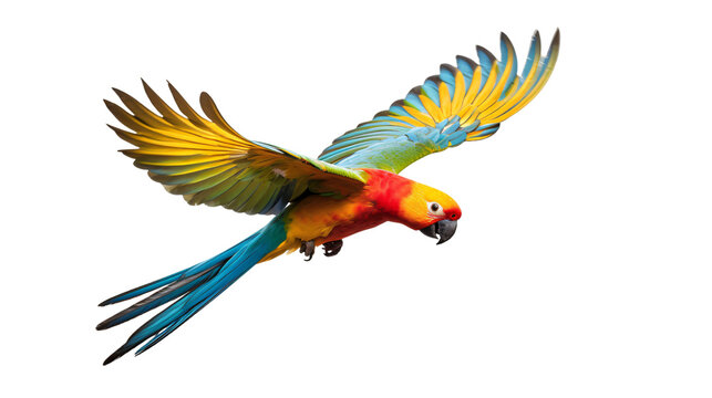 colorful macaw parrot png