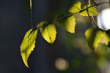 Obraz premium Close-up of yellow leaves