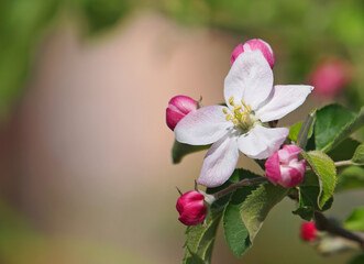 Apple pink blossom in spring