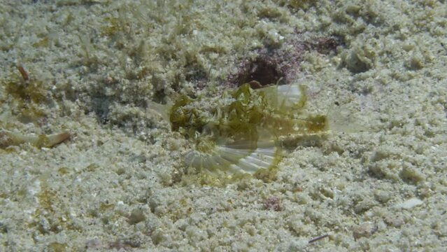 Beautiful pegasus sea moth using his wing-like fins too slowly crawly on the sandy ocean floor.