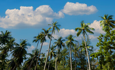 Fototapeta premium The tropical palm trees island with blue water as white beach natural island scene