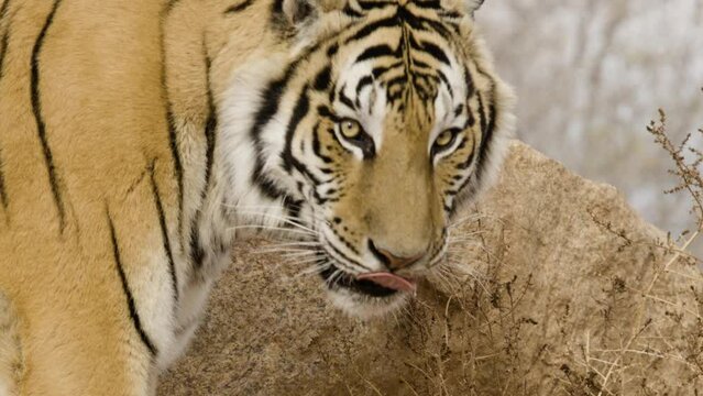 Tiger close up turning head slow motion animal
