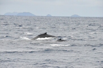 Fototapeta premium Whale Watching in Okinawa, Japan. From January to March, the ocean around Okinawa is full of action. It is the time of year when humpback whales can be seen in the waters around Okinawa’s islands.