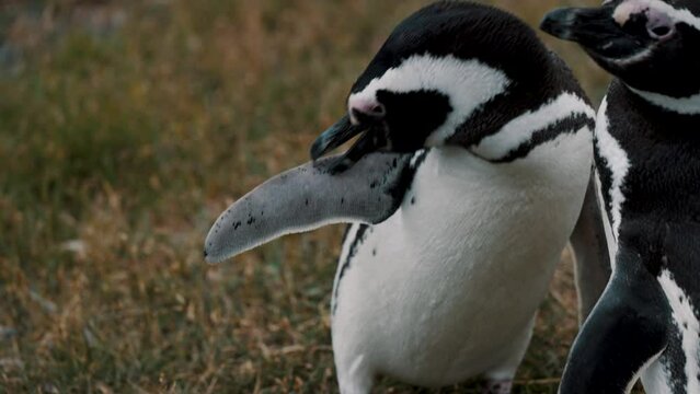 Gentoo Penguins Standing In The Grassy Field In Tierra de Fuego, Argentina. - close up shot