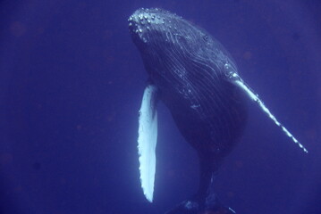 Whale Watching in Okinawa, Japan. From January to March, the ocean around Okinawa is full of...