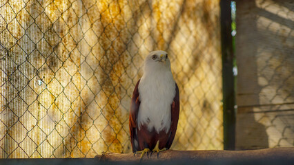 portrait of an eagle in a zoo cage