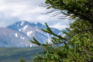 Close-up of evergreen branches with mountain