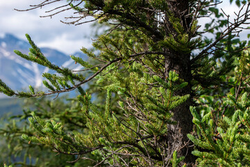 A close-up of evergreen branches with a blurred mountain background, symbolizing growth and permanence against ever-changing nature