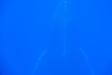 Whale Watching in Okinawa, Japan. From January to March, the ocean around Okinawa is full of action. It is the time of year when humpback whales can be seen in the waters around Okinawa’s islands.