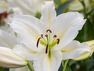blooming white lily flower in flowerbed in the garden