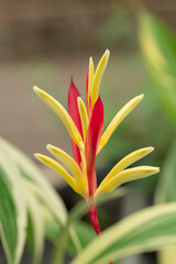 Close-up of yellow-red heliconia flowers blooming with natural soft sunlight in the tropical garden on a blurred background.