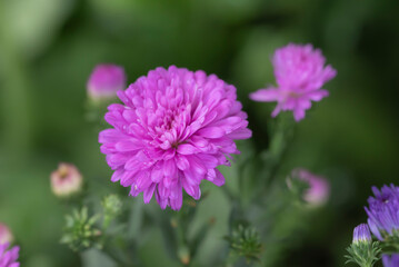 Obraz premium Close-up of purple Aster flowers blooming in the garden with natural soft sunlight on a blurred background.