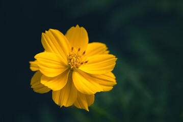 Close-up of vivid yellow cosmos flowers blooming in the field with natural light on a dark green background.