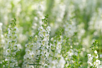 Fototapeta premium Floral background of White Angelonia flowers blooming with natural soft sunlight in the garden on a blurred background.