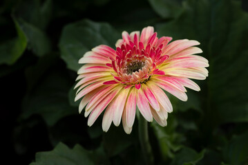 Obraz premium Close-up of a colorful Gerbera flower blooming in the garden with natural soft sunlight on a dark green background and vignetted.
