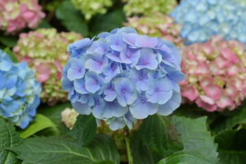 Close-up of blue-violet Hydrangea flowers blooming in the garden with natural soft sunlight. The ornamental flowers for decorating in the garden.