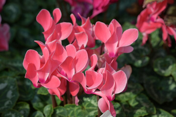 Close-up of vivid orange Cyclamen flowers blooming in the garden with natural light. The ornamental plants for decorating in the garden.