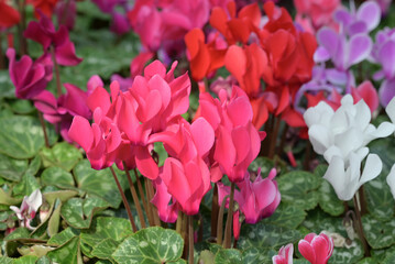 Close-up of red Cyclamen flowers blooming in the garden with natural light. The ornamental plants for decorating in the garden.