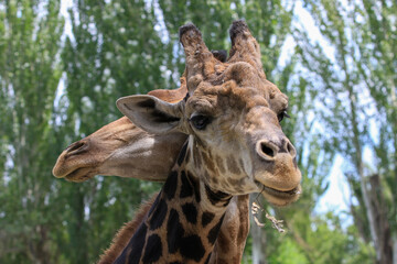 A giraffe stands in the Almaty Zoo in the city of Almaty.